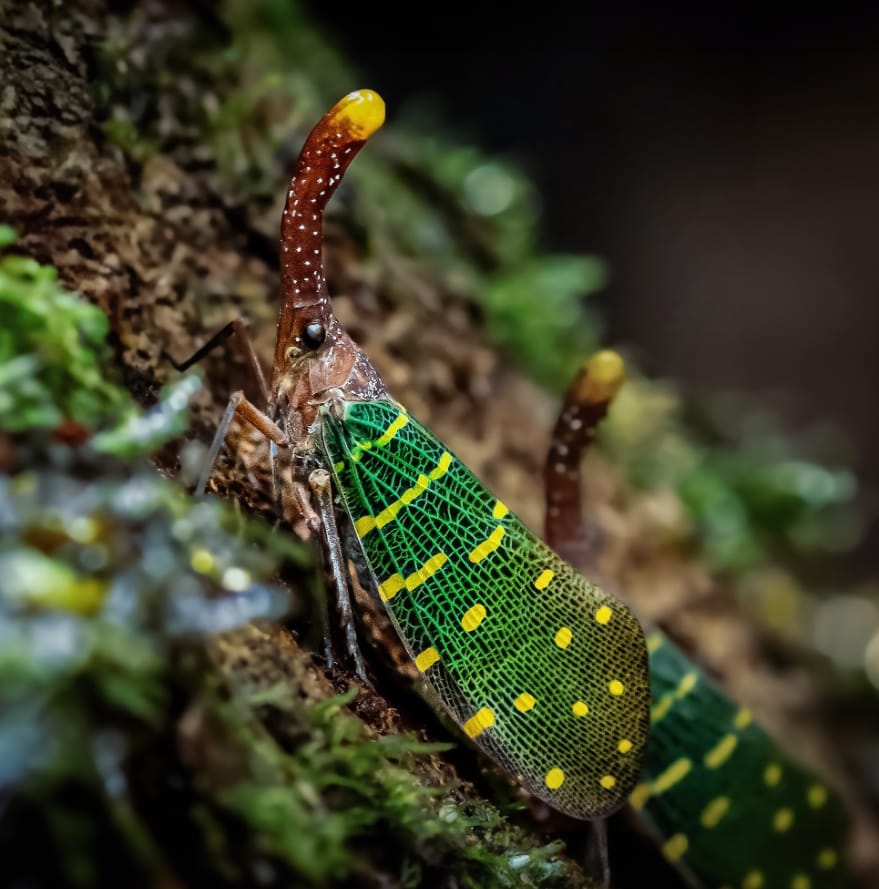 fauna dan flora gunung mulu