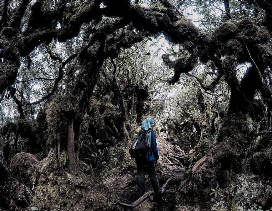 laluan pendakian gunung irau