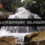 lata beringin