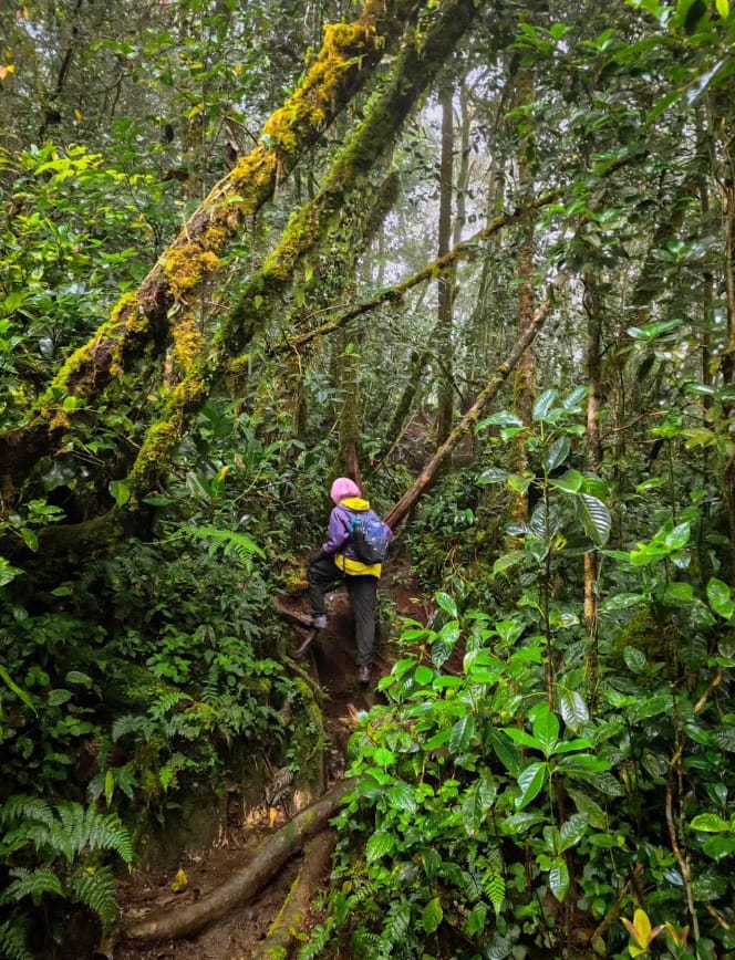 lokasi mount yong belar